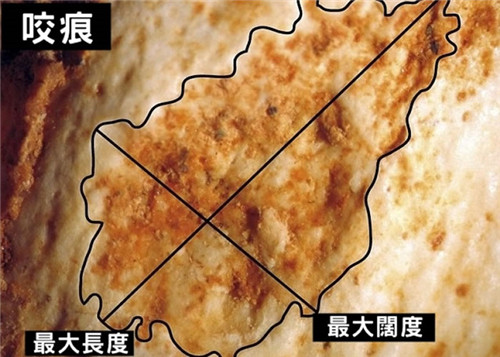 考古學(xué)家發(fā)現(xiàn)50萬(wàn)年前被動(dòng)物咬死的人類(lèi)的骨頭