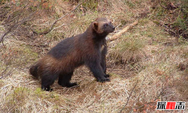 世界上10大最臭動物排名 臭蟲排第四,第十可臭死一人