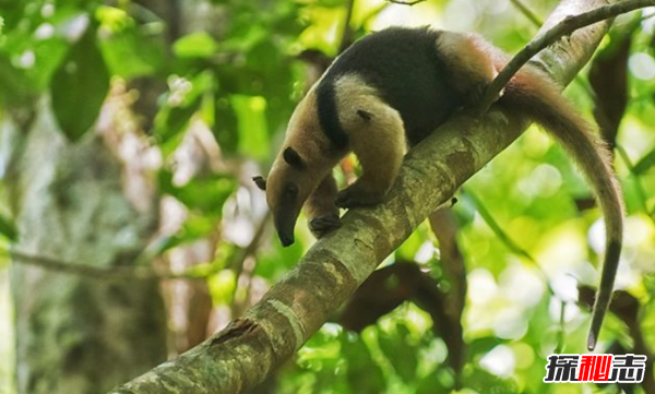 世界上10大最臭動物排名 臭蟲排第四,第十可臭死一人