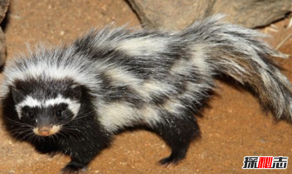 世界上10大最臭動物排名 臭蟲排第四,第十可臭死一人