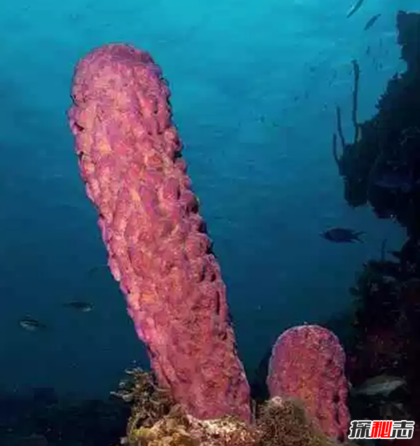 地球已知十大最古老的物種 第四堪稱活化石,第一氧氣貢獻(xiàn)者
