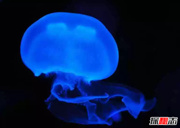 地球已知十大最古老的物種 第四堪稱活化石,第一氧氣貢獻(xiàn)者