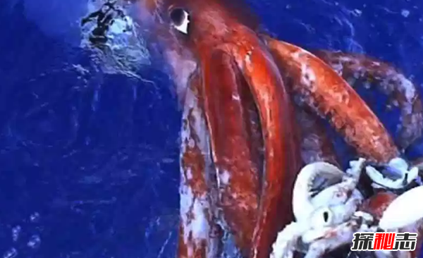十大最獨(dú)特的南極動物 第五無食物可存活兩月,第二超神秘