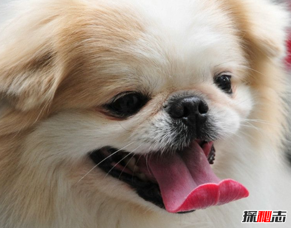 養(yǎng)狗的人容易得癌癥?新手養(yǎng)狗十大基礎(chǔ)知識(必看)