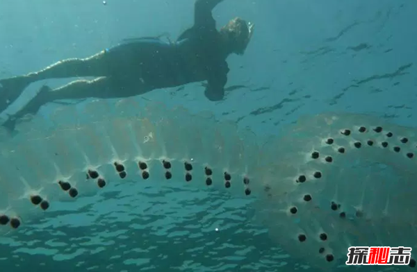 世界上10種透明的動物 第二可見肝臟能發(fā)光,第七極似幽靈