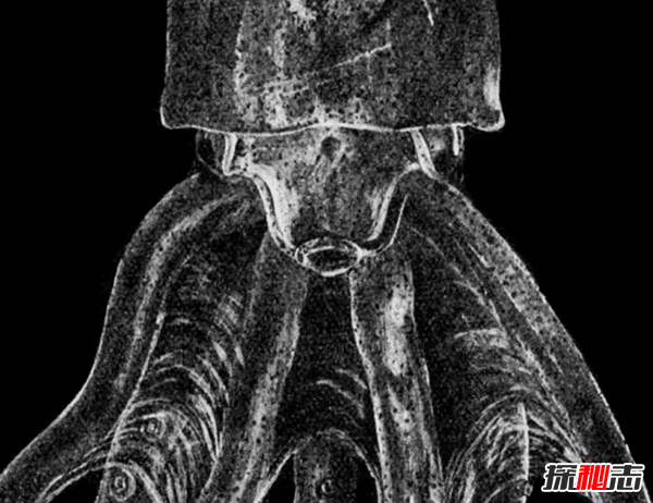 世界上10種透明的動物 第二可見肝臟能發(fā)光,第七極似幽靈
