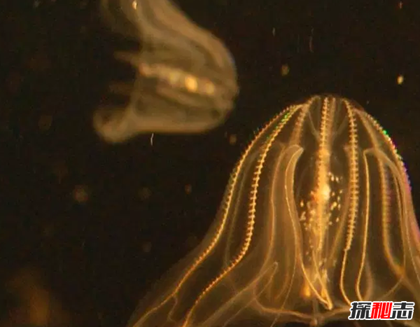 世界上10種透明的動物 第二可見肝臟能發(fā)光,第七極似幽靈