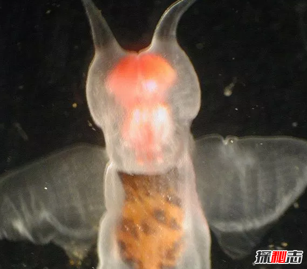 世界上10種透明的動物 第二可見肝臟能發(fā)光,第七極似幽靈