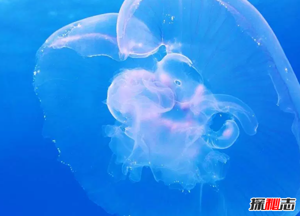 世界上10種透明的動物 第二可見肝臟能發(fā)光,第七極似幽靈
