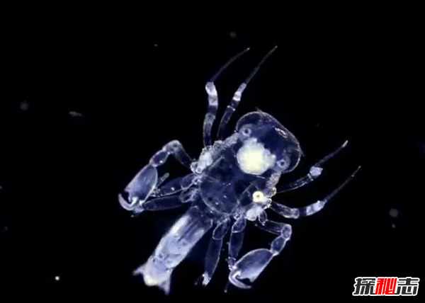世界上10種透明的動物 第二可見肝臟能發(fā)光,第七極似幽靈