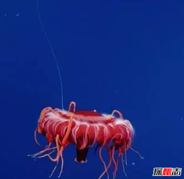 世界上十大會(huì)發(fā)光的動(dòng)物 第六95%水組成,第八無眼睛產(chǎn)劇毒