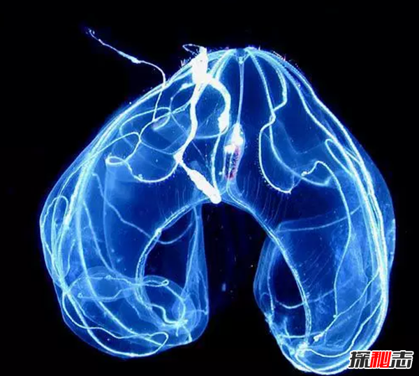 世界上十大會(huì)發(fā)光的動(dòng)物 第六95%水組成,第八無眼睛產(chǎn)劇毒