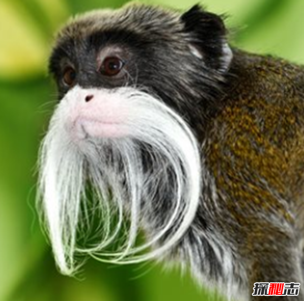 猴子智力相當(dāng)于人幾歲?揭秘猴子的十大聰明之處