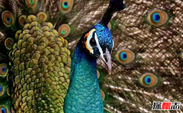 ʮɫrGB(nio) ڰģ(li)Z(y)(O)