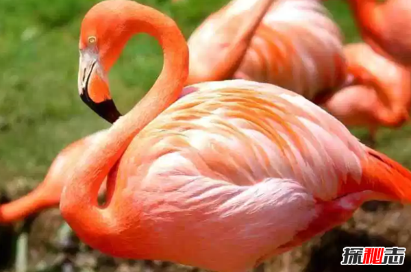ʮɫrGB(nio) ڰģ(li)Z(y)(O)