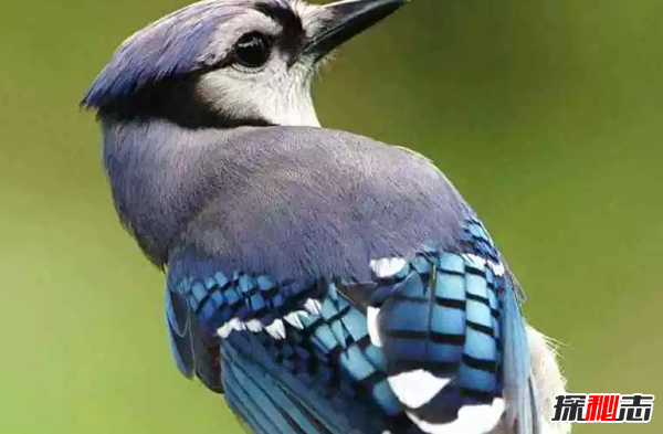ʮɫrGB(nio) ڰģ(li)Z(y)(O)