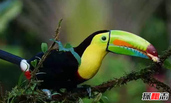 ʮɫrGB(nio) ڰģ(li)Z(y)(O)