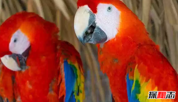 ʮɫrGB(nio) ڰģ(li)Z(y)(O)