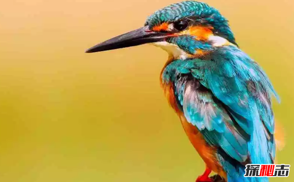 ʮɫrGB(nio) ڰģ(li)Z(y)(O)