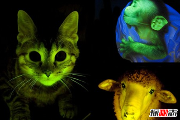 發(fā)光的動物有哪些?盤點能夠發(fā)光的10種動物(令人詫異)