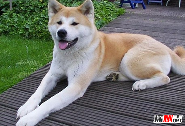 全球最貴的十大狗品種 中國(guó)無(wú)毛犬上榜,第一售價(jià)7000美元