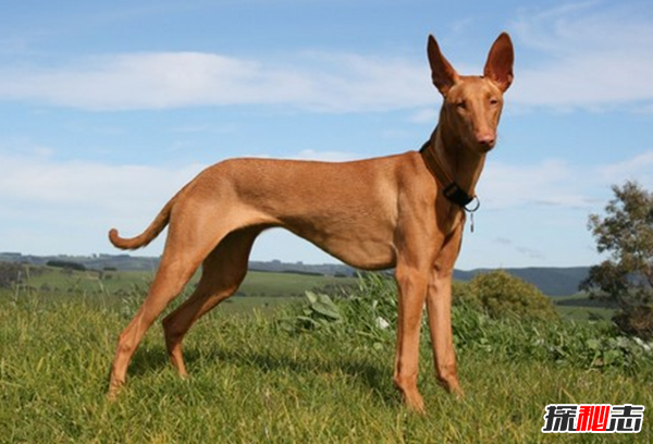 全球最貴的十大狗品種 中國(guó)無(wú)毛犬上榜,第一售價(jià)7000美元