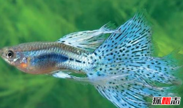 全世界捕撈量最多的10種魚類 鯉魚第四,第一你每天都在吃