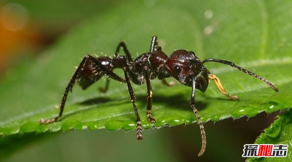 亞馬遜雨林有多恐怖?亞馬遜雨林十大恐怖動(dòng)物殺手