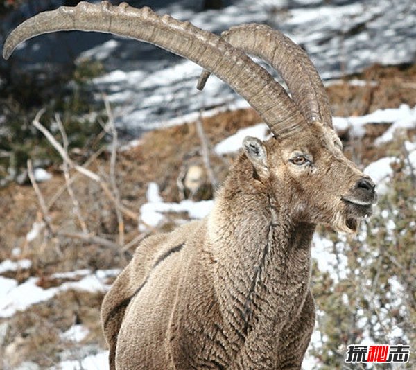 什么動(dòng)物的角最長(zhǎng)?揭秘世界上角最長(zhǎng)的動(dòng)物(附圖片)