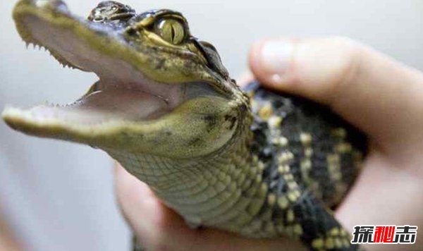 世界上什么動物最厲害?揭秘世界上十大最厲害動物