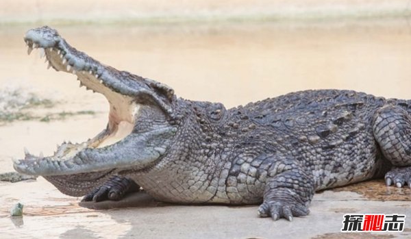 世界上什么動物最厲害?揭秘世界上十大最厲害動物