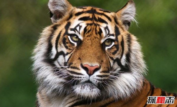 世界上什么動物最厲害?揭秘世界上十大最厲害動物