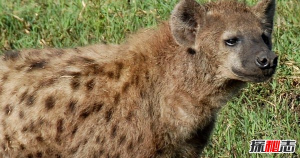 世界上什么動物最厲害?揭秘世界上十大最厲害動物