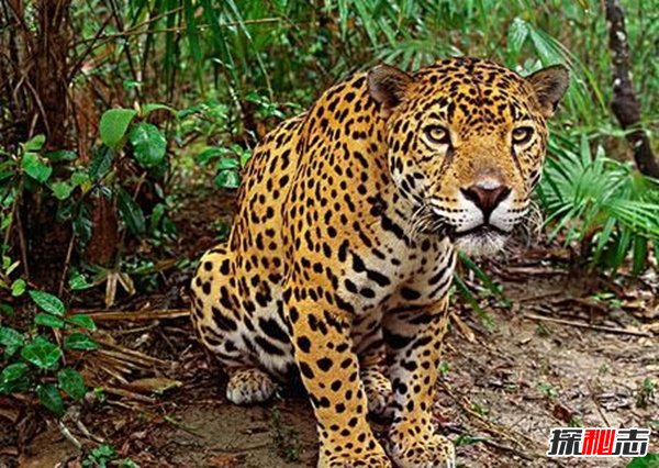 世界上什么動物最厲害?揭秘世界上十大最厲害動物