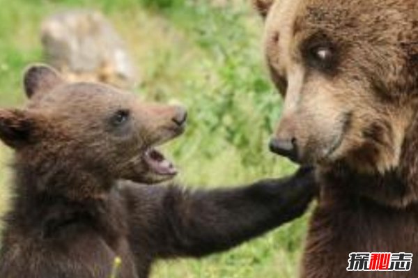 世界上什么動物最厲害?揭秘世界上十大最厲害動物
