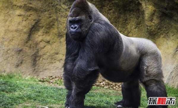 世界上什么動物最厲害?揭秘世界上十大最厲害動物