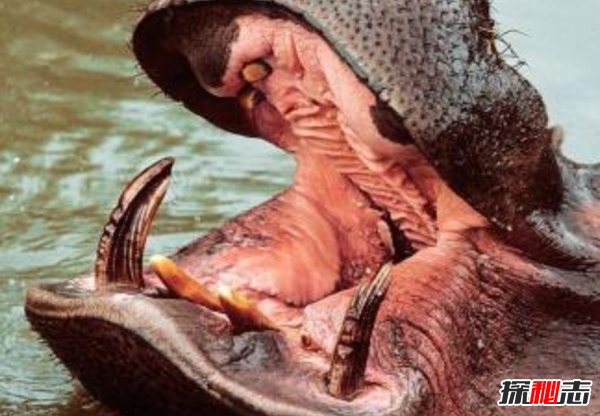 世界上什么動物最厲害?揭秘世界上十大最厲害動物