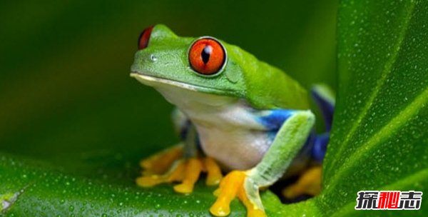 大自然最不可少的十種生物 你知道都有哪些嗎?(重要萬分)