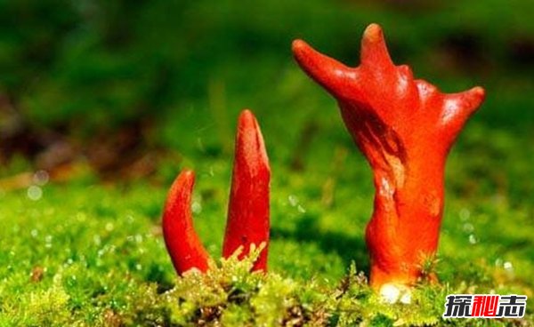 大自然最不可少的十種生物 你知道都有哪些嗎?(重要萬分)