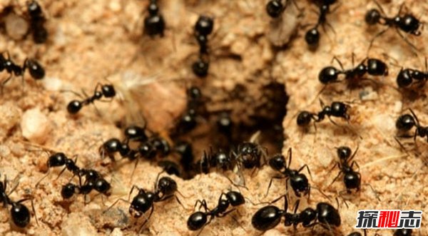 大自然最不可少的十種生物 你知道都有哪些嗎?(重要萬分)