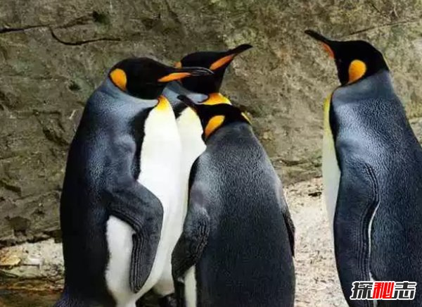 終身一夫一妻制的十種動物 動物界也有真愛!(大吃一驚)