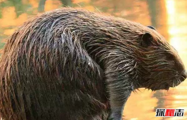 終身一夫一妻制的十種動物 動物界也有真愛!(大吃一驚)