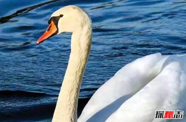終身一夫一妻制的十種動物 動物界也有真愛!(大吃一驚)