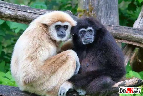 終身一夫一妻制的十種動物 動物界也有真愛!(大吃一驚)