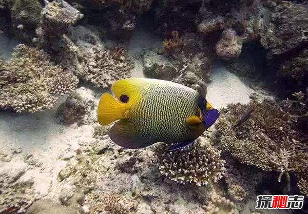 終身一夫一妻制的十種動物 動物界也有真愛!(大吃一驚)
