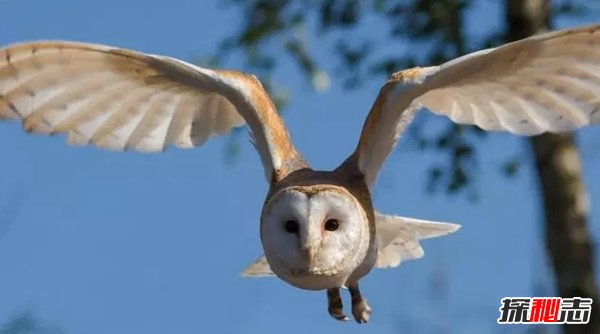 終身一夫一妻制的十種動物 動物界也有真愛!(大吃一驚)