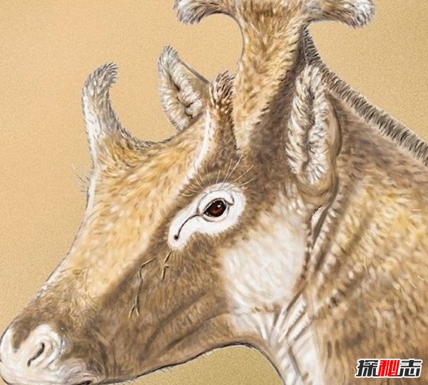 古代十大恐怖嚇人的動(dòng)物 幸好都已經(jīng)滅絕了(忐忑不安)