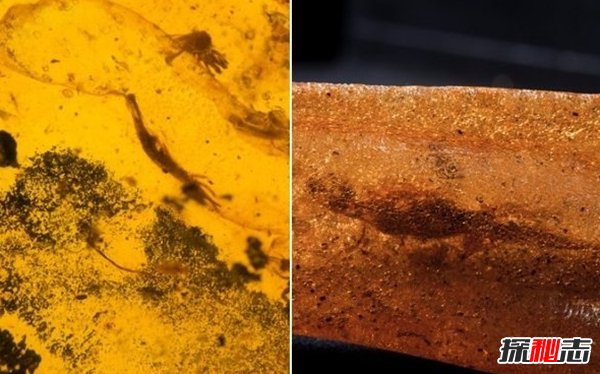 古代十大恐怖嚇人的動(dòng)物 幸好都已經(jīng)滅絕了(忐忑不安)