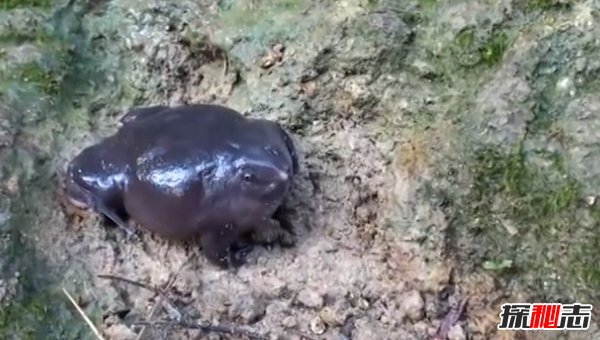 最古老的還活著的10大生物 個(gè)個(gè)堪稱活化石(令人吃驚)