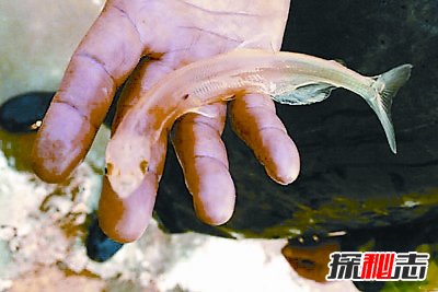 世界上最稀有的六種魚,第二名亮瞎狗眼,海里的魚還能噴火